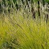 Sesleria Autumnalis